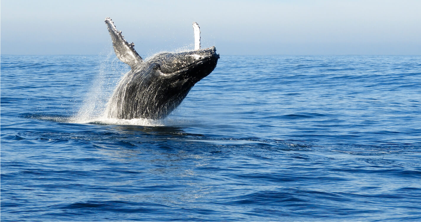 A humpback whale jumping out of blue ocean water.